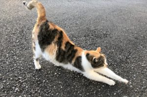 伸びをする猫